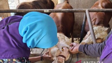 Cianjur Perketat Lalu Lintas Ternak Kurban, 4.303 Ekor Dipastikan Sehat Hingga Pemeriksaan Daging
