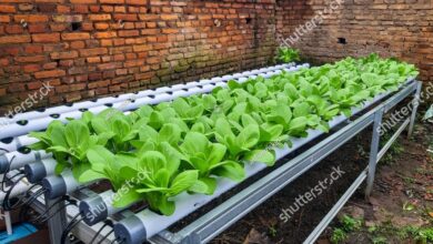 Modal Rp30 Ribu, Pakcoy Hidroponik Jadi Cara Paling Ringan Untuk Mulai Berkebun di Rumah