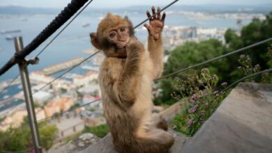 Monyet Gibraltar Terdorong Memakan Tanah, Efek Samping Jajanan Turis Yang Tak Mereka Cocokkan