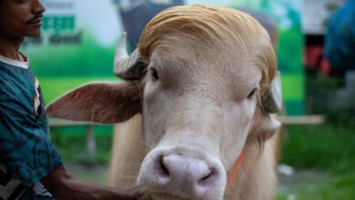 Jambul Pirang Kerbau Albino Bangladesh Ini Membuat Pengunjung Berdatangan Jelang Idul Adha