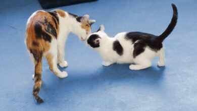 Tatapan, Dengkuran, Hingga Perut Terbuka, Sinyal Kucing Yang Sering Disalahartikan