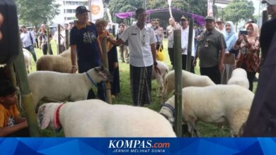 Gemoy, Domba Sakub 132 Kg Punya Mahasiswa Undip yang Tembus Podium Piala Gubernur Jateng