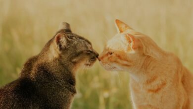 Bahasa Kucing Komunitas yang Sering Bikin Salah Tangkap, dari Pawrent sampai TNR