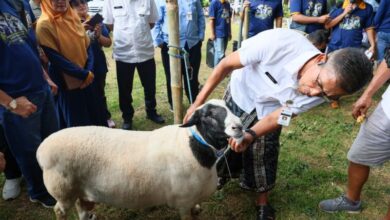 Jateng Siap Jadi Penyangga Kurban Nasional, Pengawasan Ternak Diperketat Jelang Idul Adha