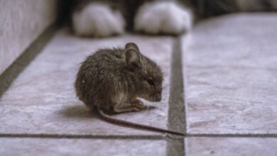 Kotoran Tikus Jangan Langsung Disapu, Partikel Hantavirus Bisa Terhirup Saat Membersihkan