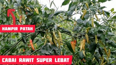 Panen Cabai Rawit Di Kebun Gantung Lebat, Tiga Kunci Ini Paling Menentukan