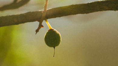 Saat Pohon Buah Mandek Berbuah, 4 Infus Nutrisi Ini Bisa Memacu Bunga dan Panen