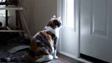 Perubahan Perilaku Kucing Bisa Jadi Sinyal Kesepian, Dari Makan Hingga Tidur Berubah