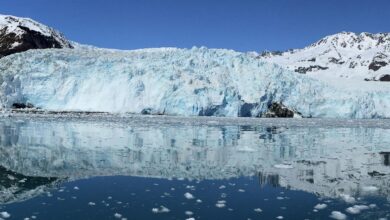 Kenai Fjords Di Alaska, Saat Es Menyusut Dan Rantai Hidup Pesisir Ikut Bergeser