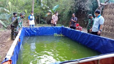 Modal Lebih Ringan dan Perawatan Mudah, Kolam Terpal Jadi Pilihan Masuk Akal Untuk 500 Nila