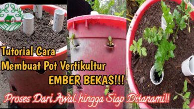 Kebun Kacang Tak Lagi Butuh Lahan Luas, Ember Bekas Bisa Disusun Jadi Vertikal