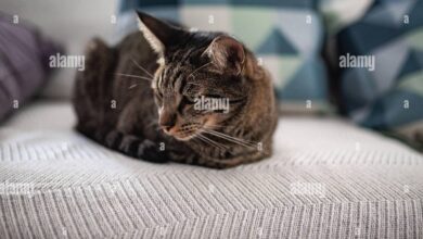 Murung Pada Kucing Tak Selalu Karena Bosan, Tanda Sakit Hingga Stres Sering Terlewat