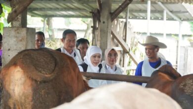 Surplus Sapi Kurban Di Lamongan, Stok Tembus 8.983 Ekor Jauh Di Atas Kebutuhan 2026