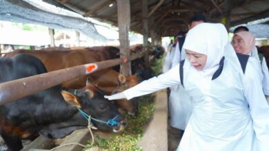 Kebutuhan Kurban Jatim Kalah Jauh Dari Stok, Pengawasan Idul Adha Diperketat