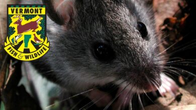 Kecil, Pemalu, dan Sering Luput Terlihat, Tikus Kaki Putih Bisa Bawa Hantavirus