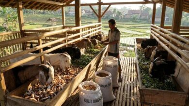 Fermentasi Pakan Kambing, Cara Murah yang Membuat Pencernaan Lebih Efisien dan Bobot Cepat Naik