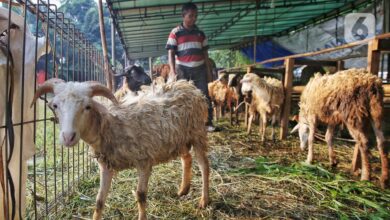 Ucapan Idul Adha Yang Lebih Menyentuh, Dari Untuk Keluarga Sampai Caption Medsos 2026