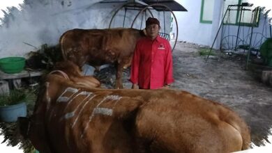 Kurban DPD PDI Perjuangan Jatim Menyebar ke Banyak Titik, Pesantren hingga Warga Kebagian 468 Sapi