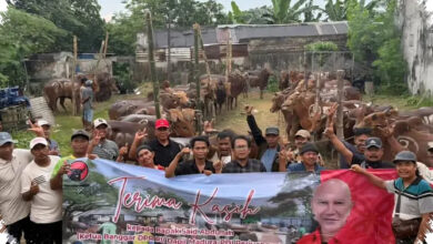 Di Tengah Tekanan Ekonomi, PDIP Jatim Sebar 468 Sapi Kurban Hingga Ke Pesantren Dan Kampung Warga