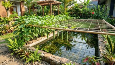 Kolam Ikan Tetap Produktif, Mentimun Rambat Hadirkan Panen Dan Teduh Sekaligus