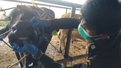 Permintaan Sapi Ke Kalimantan Meningkat, Sulsel Perketat Karantina Jelang Idul Adha