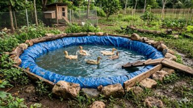 Bau Kolam Bebek Tak Selalu Dari Kotoran, Perawatan Air Yang Sering Terlupakan Jadi Penyebabnya