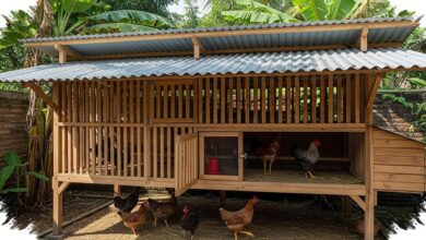 Arah Kandang, Cahaya, Dan Ventilasi Bisa Menentukan Seberapa Cepat Ayam Bertelur