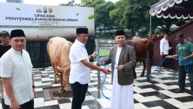 Kurban Polda Jatim Tak Hanya Untuk Pesantren, 127 Sapi Dan 22 Kambing Juga Menjangkau Warga