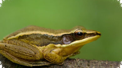 Ruang Hidup Katak Emas Makin Menyempit, Western Ghats Jadi Titik Terpaling Rawan