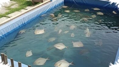 Modal Ringan, Kolam Terpal Membuat Budidaya Bawal Lebih Mudah Untuk Pemula