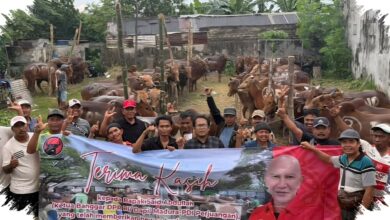 Di Tengah Daging Masih Mahal, PDI-P Jatim Tebar 485 Sapi Kurban ke Warga Miskin