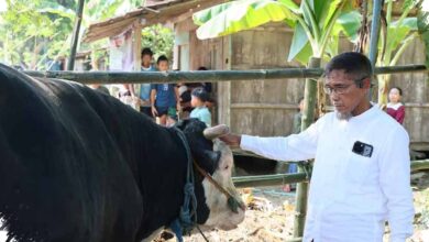 Bantuan Kurban Untuk Tinanding, Sapi 1,1 Ton Jadi Tanda Pemulihan Usai Banjir