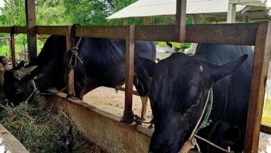 35 Sapi Kurban Diborong Teddy dari Boyolali, Pasar Peternak Kecil Ikut Bergerak