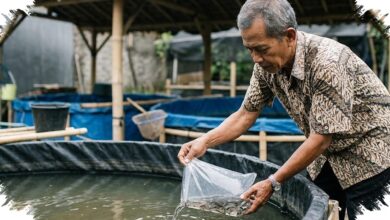 Panen Lele Terlambat Besar Sering Bukan Karena Pakan, Ini 6 Penentu Utamanya