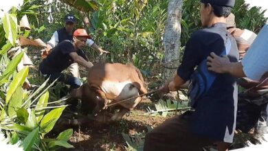 Dari Bandung Hingga Hutan Citarik, Sapi Kurban di Jabar Lepas Kendali dan Melukai Warga
