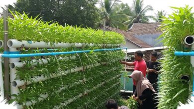 Rumah Sempit Tetap Asri, 8 Model Kebun Kangkung Vertikal Ini Hemat Ruang dan Cepat Panen