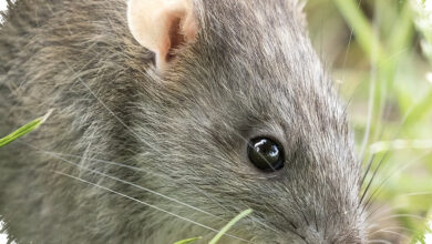 Ancaman Hantavirus Tak Hanya Di Selokan, Lima Tikus Ini Juga Bisa Membawanya Ke Dekat Kita