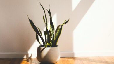 Tanaman Indoor Yang Tetap Tenang Meski Jarang Disiram, Cocok Untuk Pemula dan Ruangan Teduh