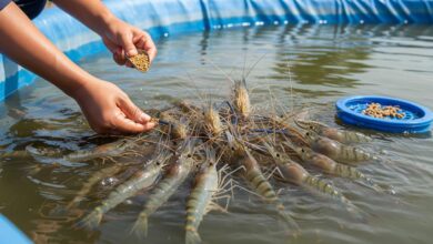 Kolam Udang Rumahan Tak Perlu Lahan Besar, Modal Ringan Ini Bisa Jadi Awal Usaha Kecil-Kecilan