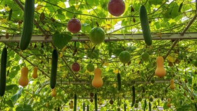 Kanopi Rumah Yang Gerah Bisa Berubah Jadi Kebun Timun Teduh, Estetik, Dan Tetap Produktif