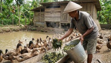 Fermentasi Limbah Dapur Ubah Sisa Makanan Menjadi Pakan Bebek, Biaya Pakan Lebih Ringan