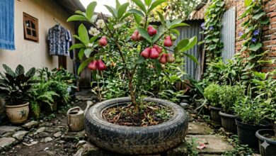 Ban Bekas Motor Bisa Jadi Kebun Buah Mini, Ini 8 Jenis Yang Paling Cocok Di Lahan Sempit