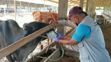 Kambing Turun Tipis, Sapi dan Domba dari Lampung Justru Meroket ke Jakarta Hingga Jabar