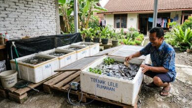 Box Styrofoam Ternyata Bisa Jadi Kandang Mini Serbaguna, Ini 5 Ternak yang Paling Masuk Akal