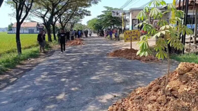 Pohon Pisang Di Tengah Jalan Blora Jadi Simbol Protes, Warga Tuntut Perbaikan Cepat
