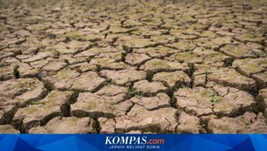 Kemarau Jateng Datang Bertahap Mulai April, 11 Wilayah Baru Menyusul Pada Juni 2026