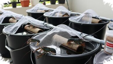 Lahan Sempit Tak Lagi Jadi Hambatan, 9 Ternak Ember Ini Hemat Air dan Pakan