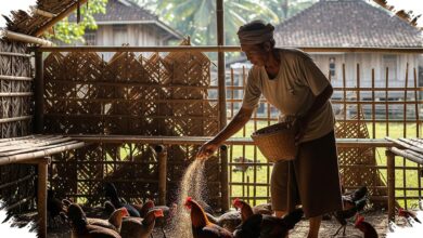 Fermentasi Pakan Bikin Kotoran Ayam Lebih Kering, Ini 8 Bahan yang Paling Sering Dipakai