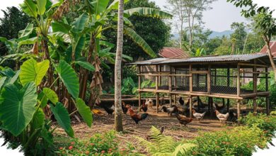 Tanaman Di Sekitar Kandang Ayam Kampung Bisa Tekan Bau, Hama, dan Tambah Nutrisi
