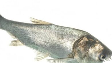 Puluhan Juta Pon Ikan Mas Raksasa Disingkirkan, Danau Michigan Tetap Dijaga Dari Ancaman Invasif